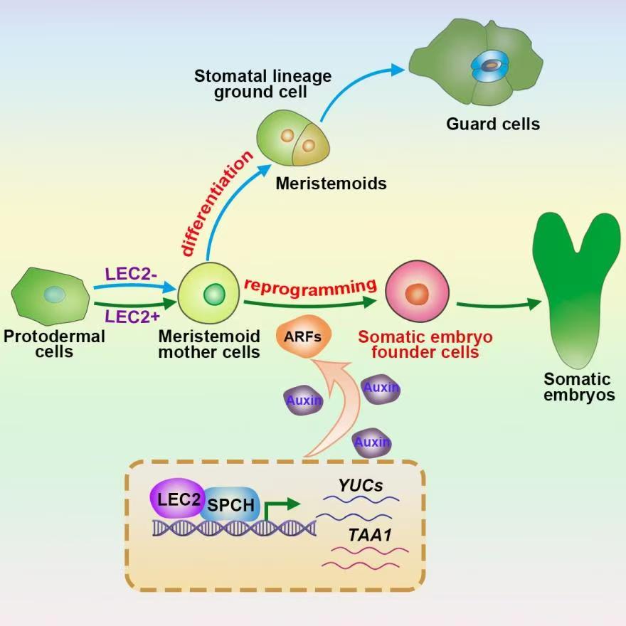 科研新突破！我國科學(xué)家破解植物細(xì)胞全能性世紀(jì)難題