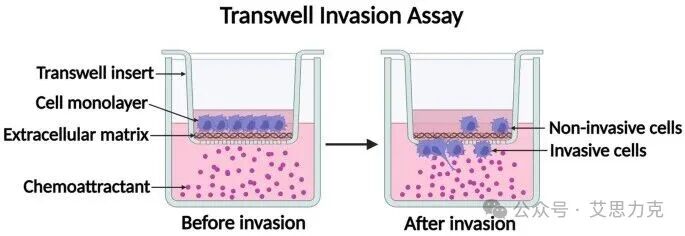 Transwell 實驗“三劍客”：共培養(yǎng)、遷移、侵襲，一文搞懂！